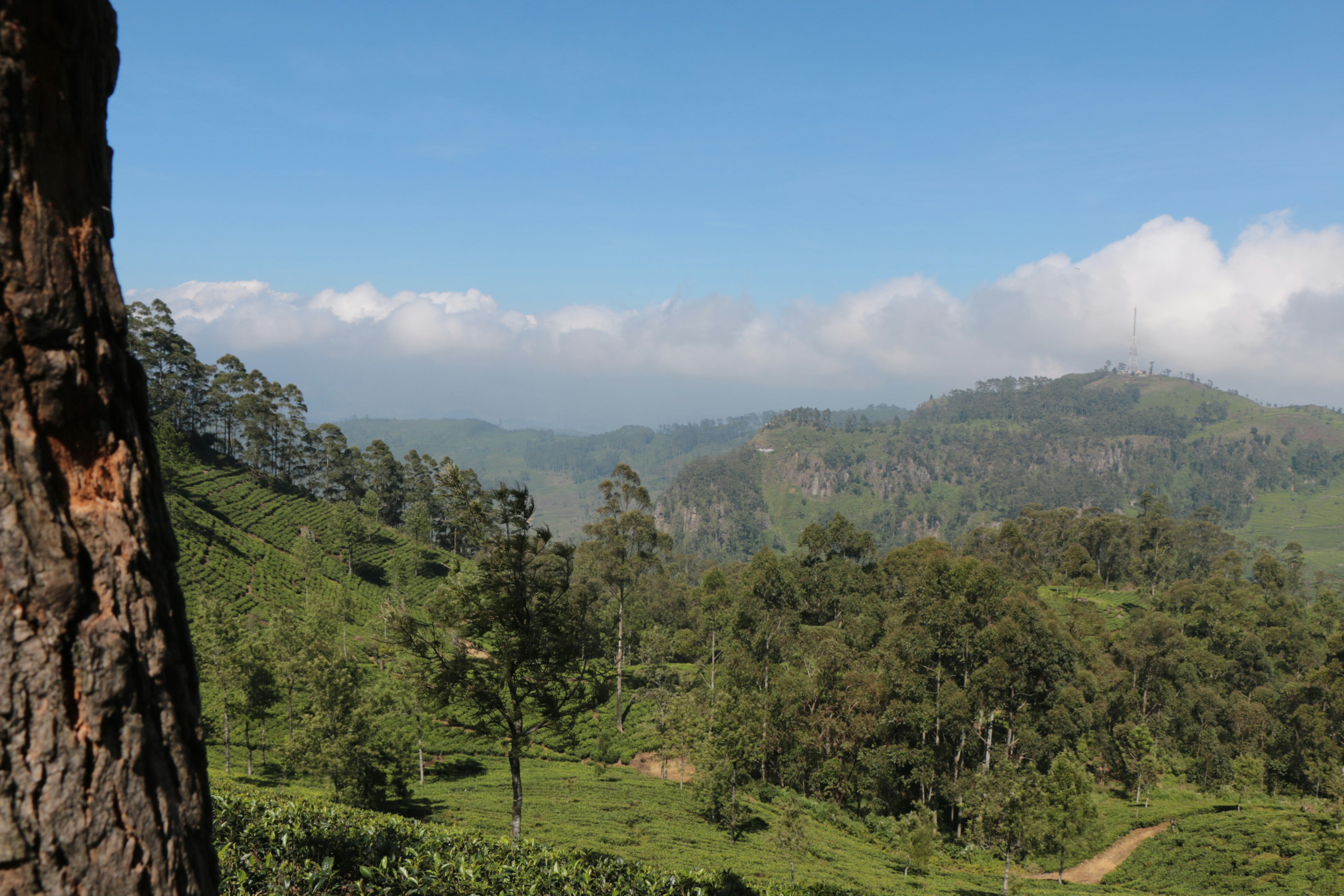 green trees and mountains under blue sky